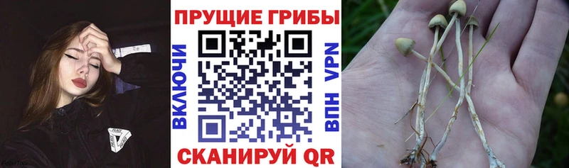 Псилоцибиновые грибы Magic Shrooms Краснообск